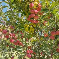 برداشت سیب در امرودک خراسان رضوی 