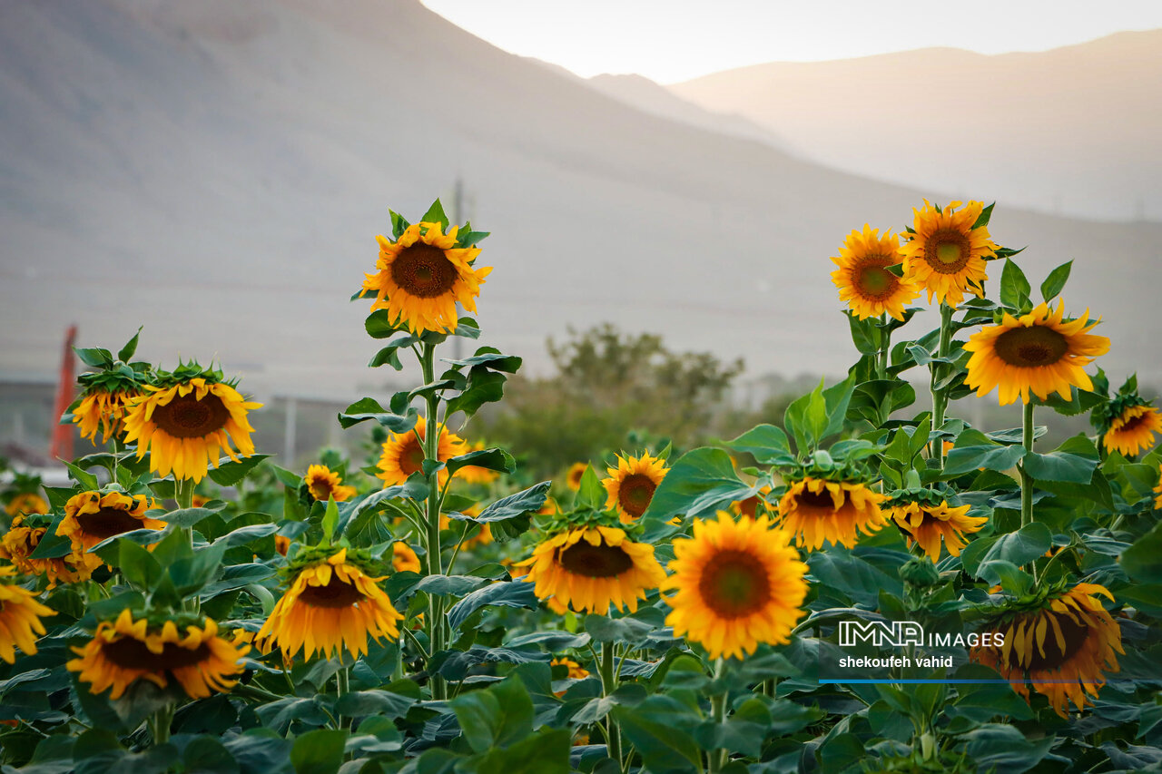 مزارع گل آفتابگردان در روزهای پاییزی