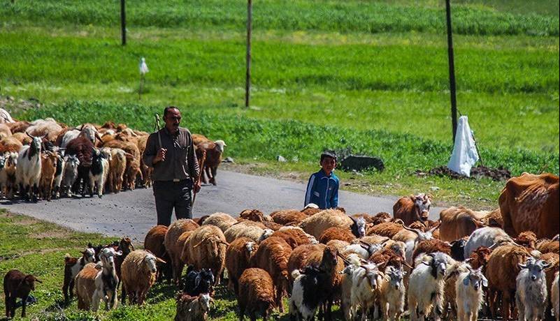 آغاز کوچ پاییزی ۱۱ هزار خانوار عشایری در لرستان؛ پلیسراه هشدار جدی داد