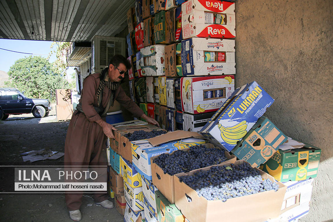 برداشت انگور طلای سیاه در پایگلان کردستان 