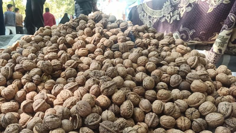 شهر سهرورد مهیای پنجمین دوره جشنواره ملی گردو