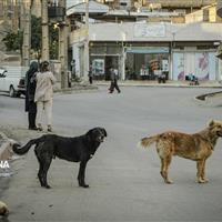 بیماری هاری کشنده اما قابل پیشگیری است