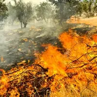 آتش‌سوزی ادامه‌دار در جنگل‌های ایلام