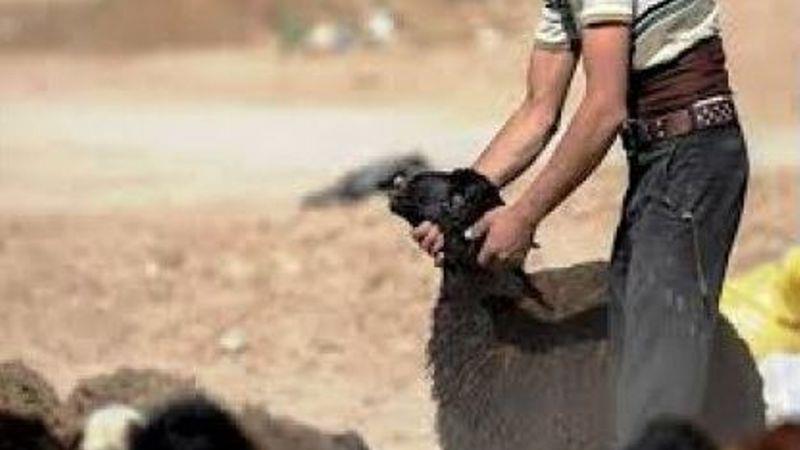دستگیری سارقان احشام حین سرقت در سلطانیه