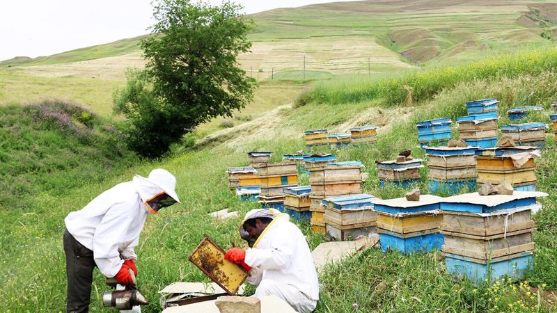 سرشماری زنبورستانها؛ گامی مهم برای توسعه هدفمند صنعت زنبورداری در زنجان
