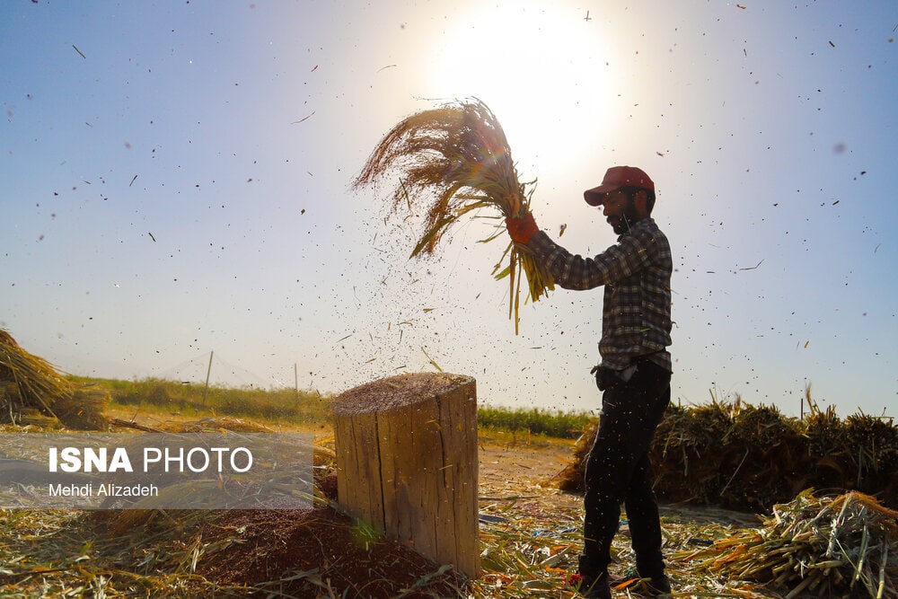 جاروبافی میراثی زنده در روستای «ملاحسن»