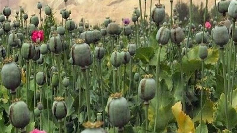 مجازات شدید و تلخی در انتظار کشت غیرقانونی خشخاش است؛ ازجمله مصادره زمین!