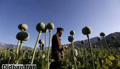 ترحمی: مجازات شدید و تلخی در انتظار کشت غیرقانونی خشخاش است