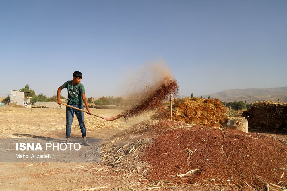 جاروبافی میراثی زنده در روستای «ملاحسن»