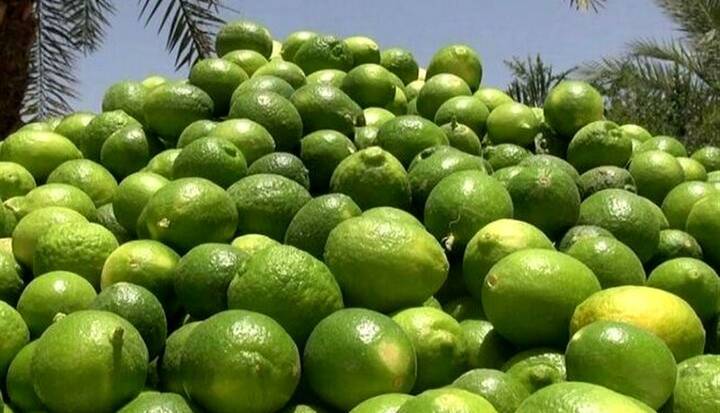 برداشت ۱۰ هزار تن لیمو از باغات شهرستان گچساران