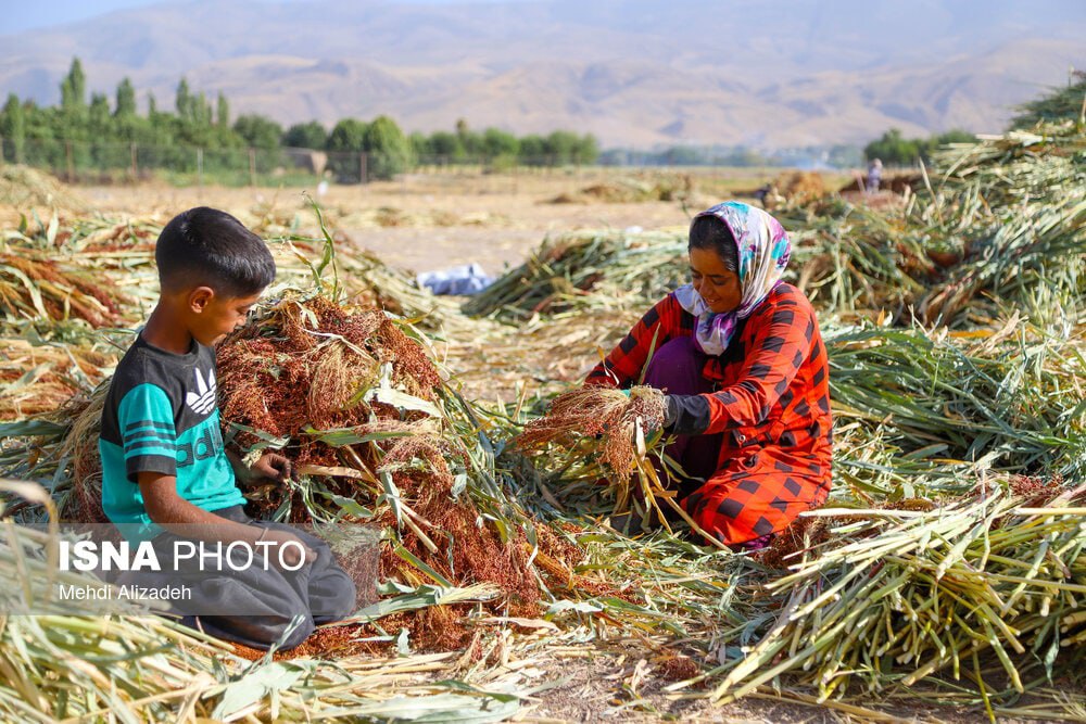 جاروبافی میراثی زنده در روستای «ملاحسن»