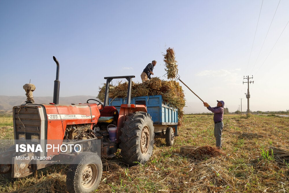 جاروبافی میراثی زنده در روستای «ملاحسن»