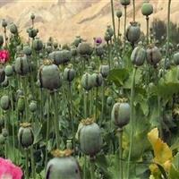 مجازات شدید و تلخی در انتظار کشت غیرقانونی خشخاش است؛ ازجمله مصادره زمین!