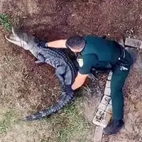 پلیس با طناب تمساح غول پیکر را به دام انداخت!