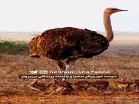 دونده غول پیکر صحرا
