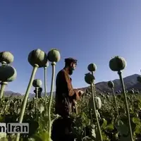 ترحمی: مجازات شدید و تلخی در انتظار کشت غیرقانونی خشخاش است