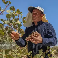 برداشت پسته در باغات ایلخچی
