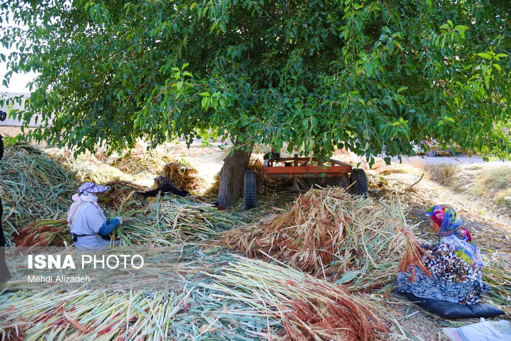 جاروبافی میراثی زنده در روستای «ملاحسن»