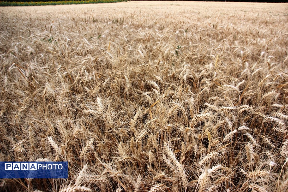 آغاز برداشت گندم در ارومیه 