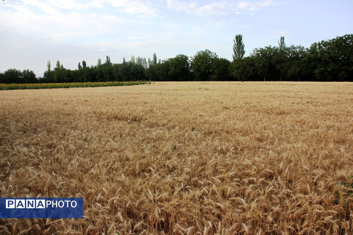 آغاز برداشت گندم در ارومیه 