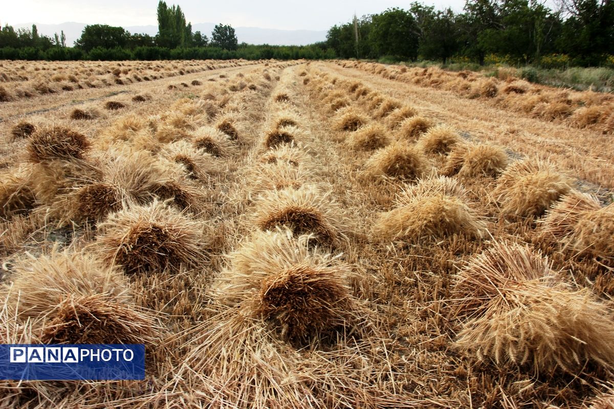 آغاز برداشت گندم در ارومیه 