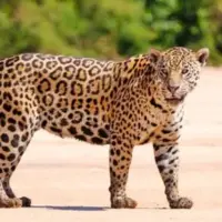 غرش ناگهانی پلنگ، کارگران مزرعه را فراری داد