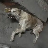 حمله سگ هار، مرگ صاحبش را رقم زد