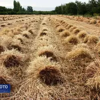 آغاز برداشت گندم در ارومیه 