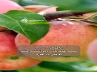 تکنیک‌هایی برای خرید میوه