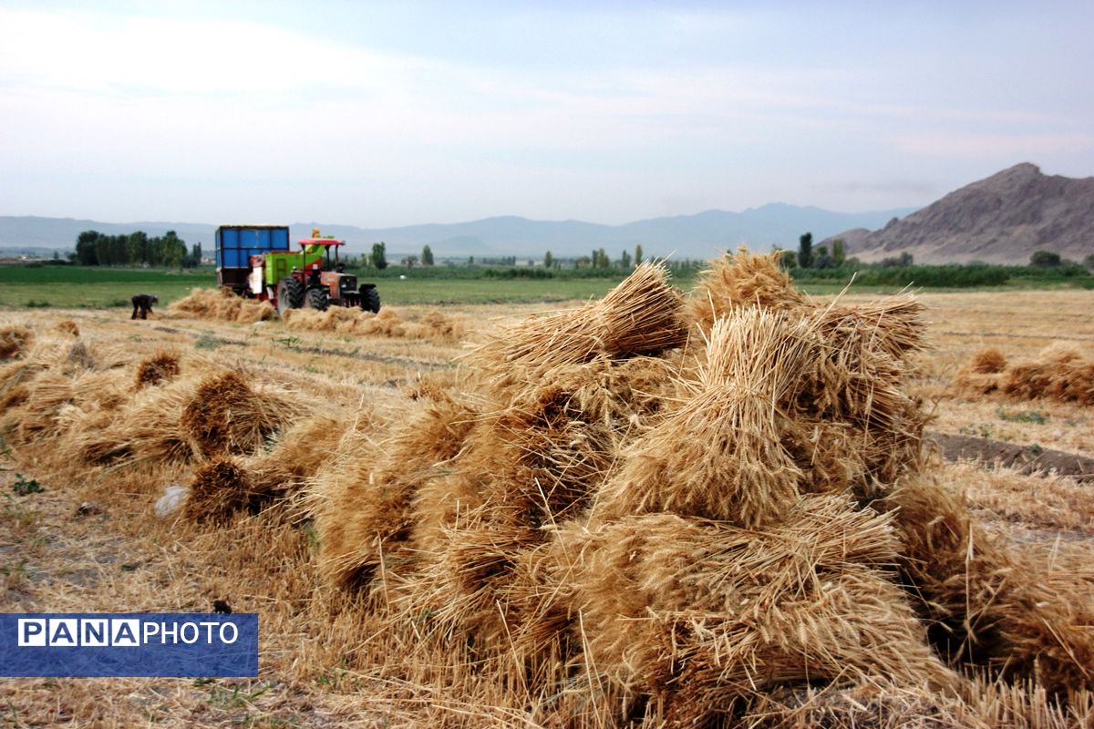 آغاز برداشت گندم در ارومیه 
