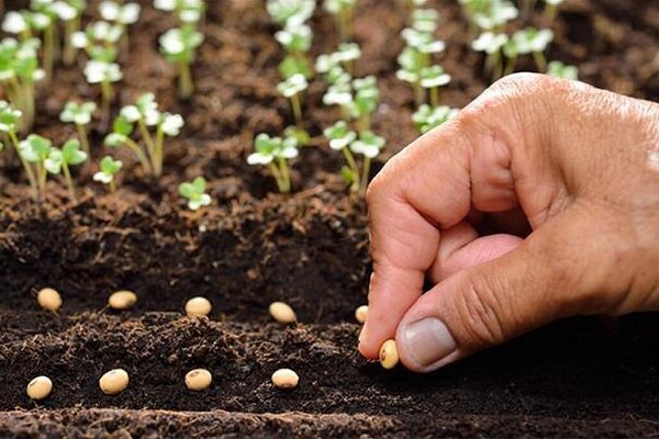 توزیع رایگان بذر کینوا برای نخستین بار در شهرستان کارون