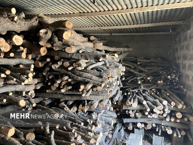 عامل قطع غیرمجاز درختان ممرز و توسکا در روستای خوریه دستگیر شد