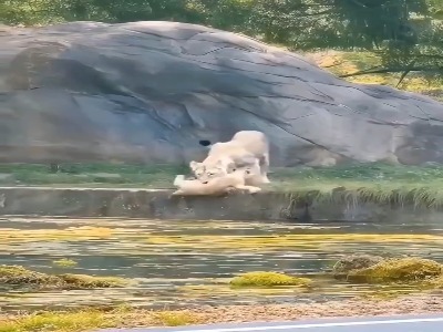 تلاش دیدنی شیر مادر برای نجات توله اش