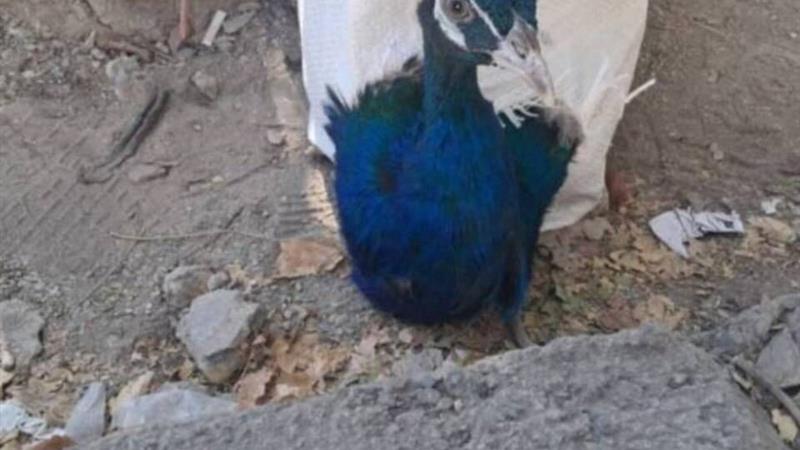 ۱۰ قطعه طاووس هندی قاچاق در مرز باشماق مریوان کشف شد