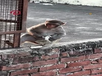 رفتار عجیب یک میمون در هند