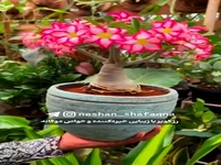 رز کویر با خواص دوگانه!
