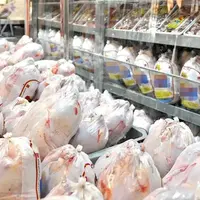 علت نوسانات قیمت در بازار مرغ