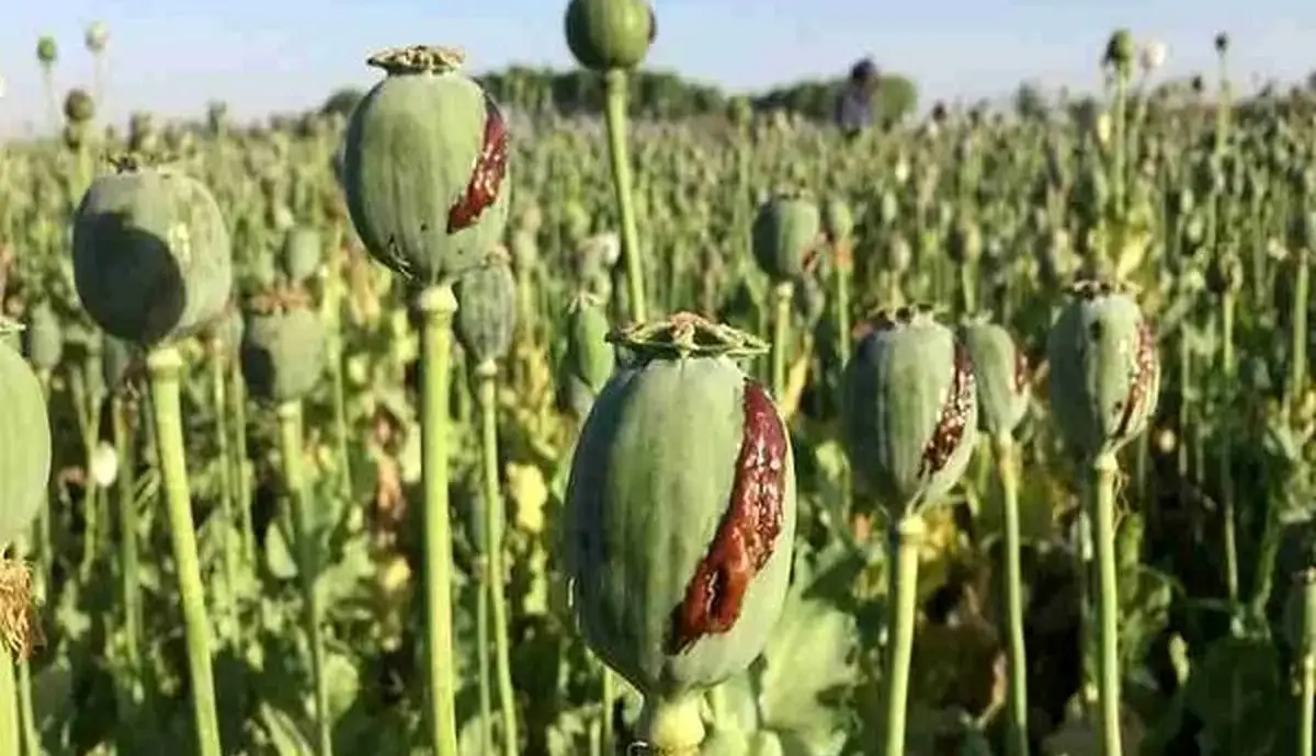 کاهش منابع خشخاش تهدیدی برای داروسازی ایران