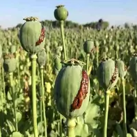 کاهش منابع خشخاش تهدیدی برای داروسازی ایران