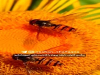 مگس گلزار نابغه پرواز
