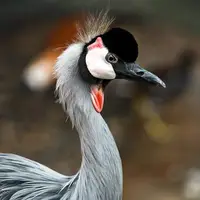 باغی برای پرندگان