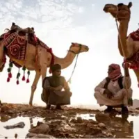 نجات شترهای سقوط کرده در گودال نفت با جرثقیل
