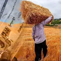 سر نخ‌های جدید از نرخ خرید تضمینی گندم معلوم شد