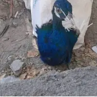 کشف ۱۰ طاووس هندی در مرز باشماق 