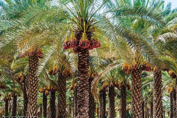 بم، نگین سرافراز کویر و میراثی جهانی