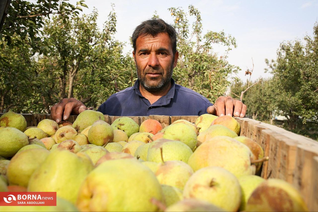 باغ گلابی در مشهد