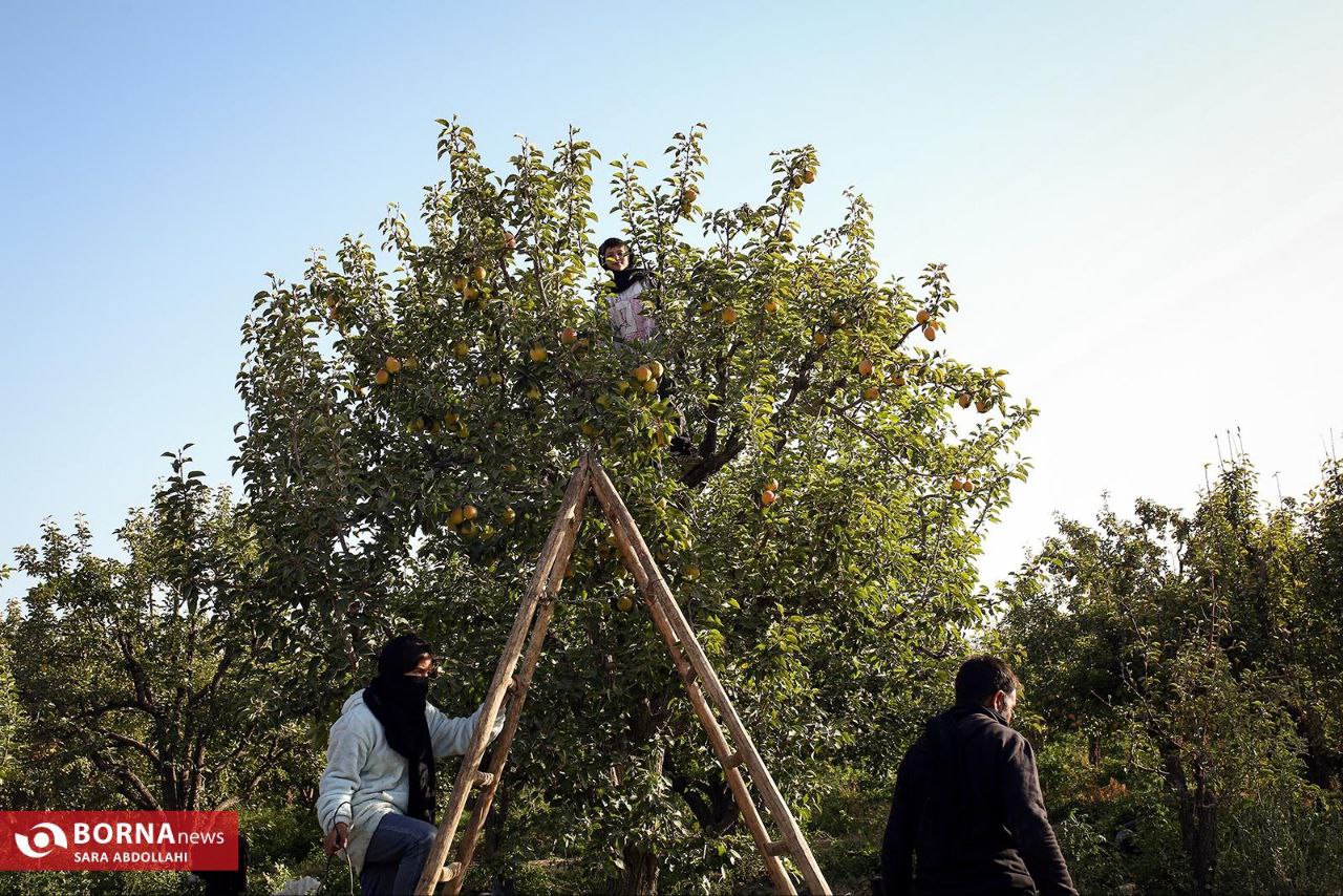باغ گلابی در مشهد