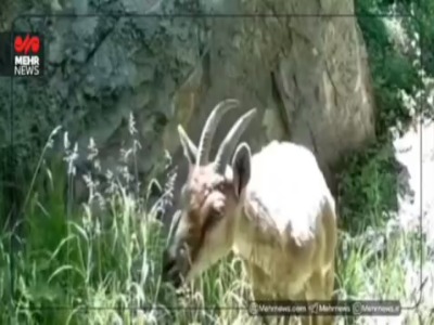 تصاویری زیبا از حیات وحش سوادکوه