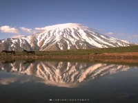 دلربایی اسب‌های وحشی در دامنه دماوند باشکوه
