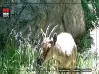 تصاویری زیبا از حیات وحش سوادکوه